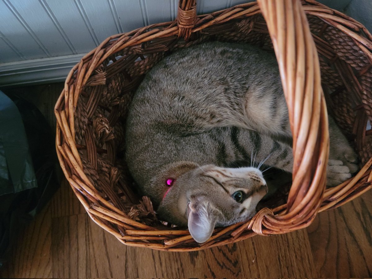 Booty_RS's tweet photo. Why buy a nice cat tree when she just likes the random old basket better. 🐱 https://t.co/mwwtoYwOG8