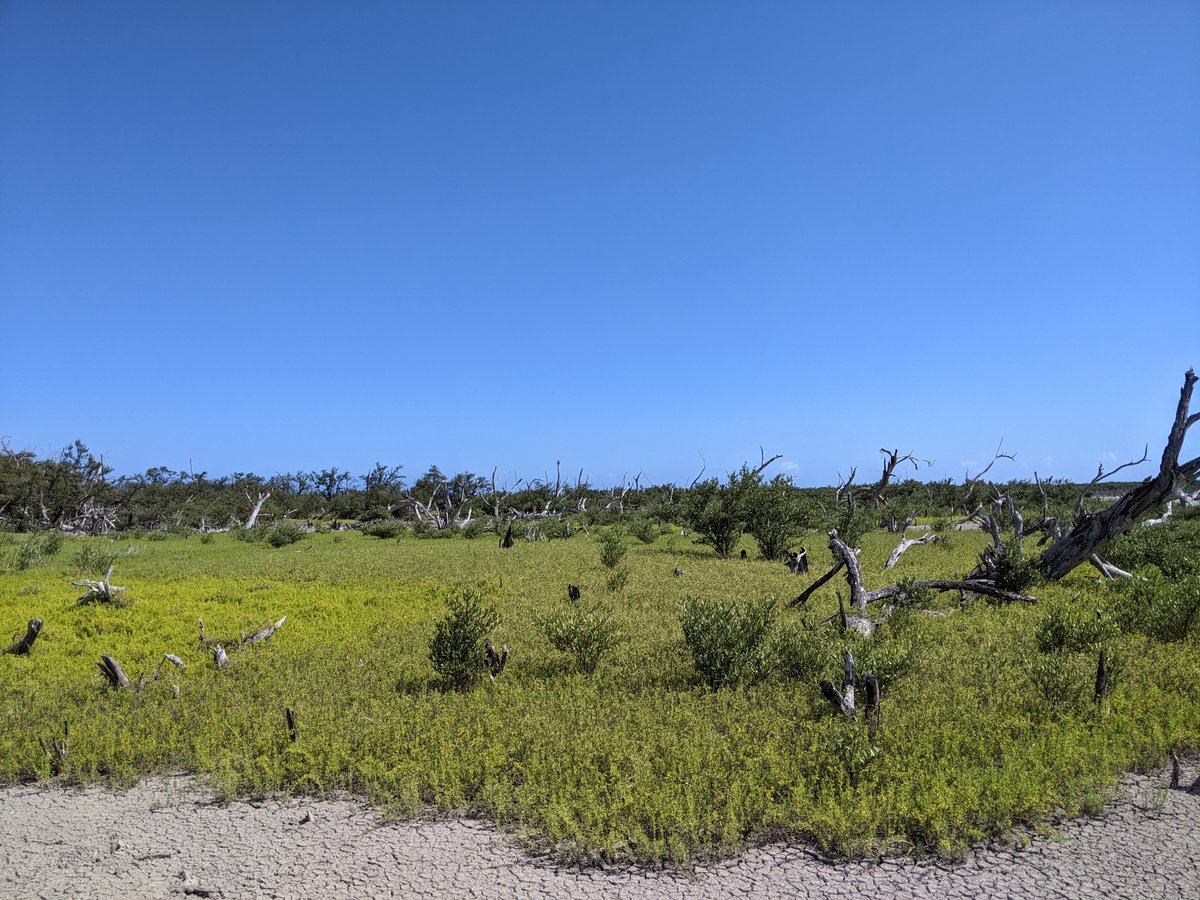 When #landusechange leads to reduction of freshwater flow to tidal wetlands in arid regions, like here on the southern coast of Jamaica, large areas of #mangrove forest can die back. It's encouraging to see the ability of these plants to regrow in this dried out, hypersaline mud.
