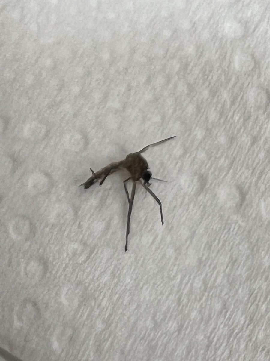 Caesar Motors Garage tweet media