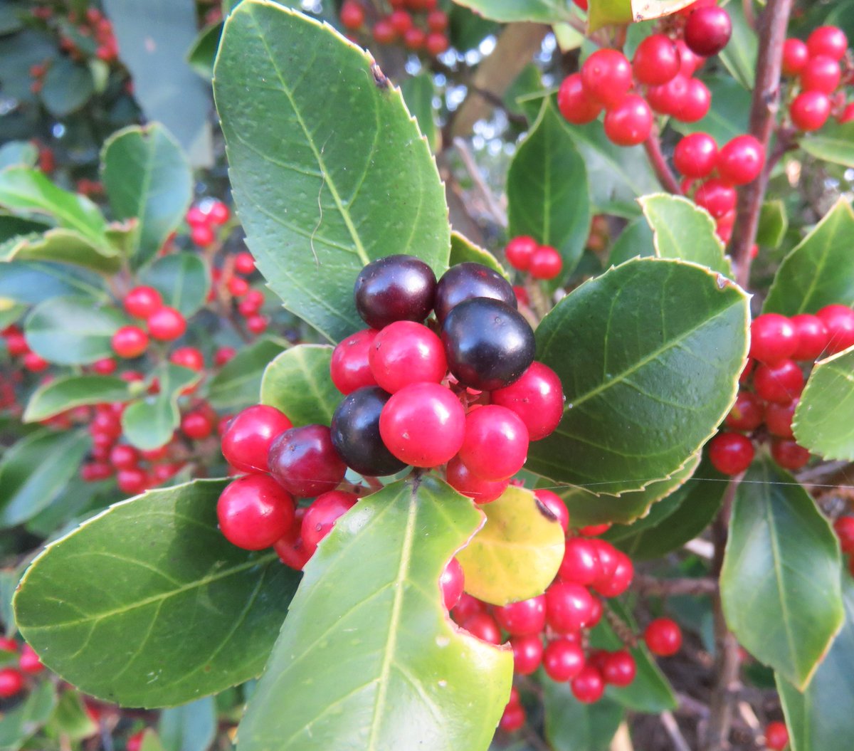 StuartWilliams_'s tweet photo. Italian buckthorn (Rhamnus alaternus), naturalised near the coast at Warrnambool
#Rhamnaceae #Rhamnus #ozweeds https://t.co/qwkjmhRaaz