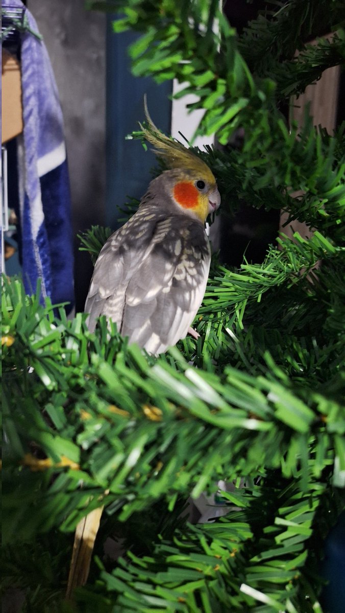 Armando el arbolito con el Charlie 🎄