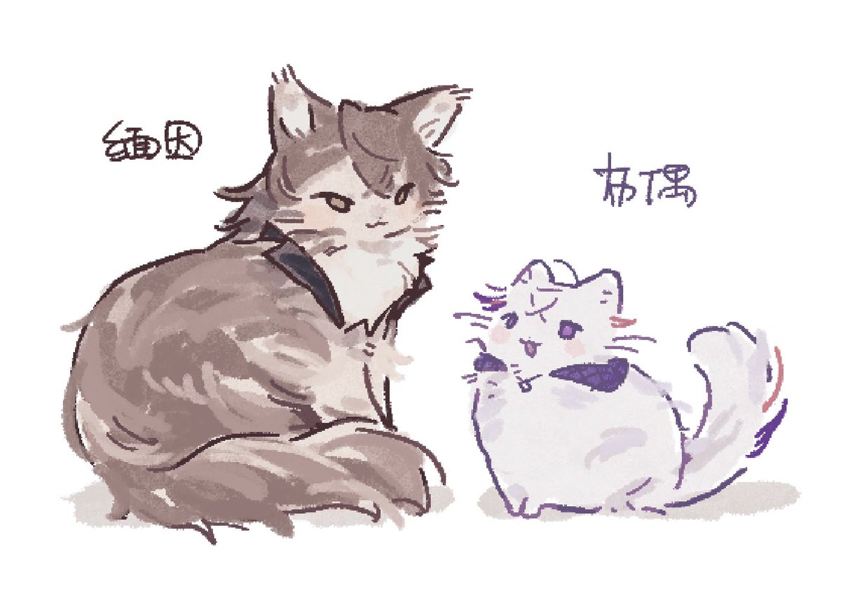 缅因猫和布偶猫！🥹