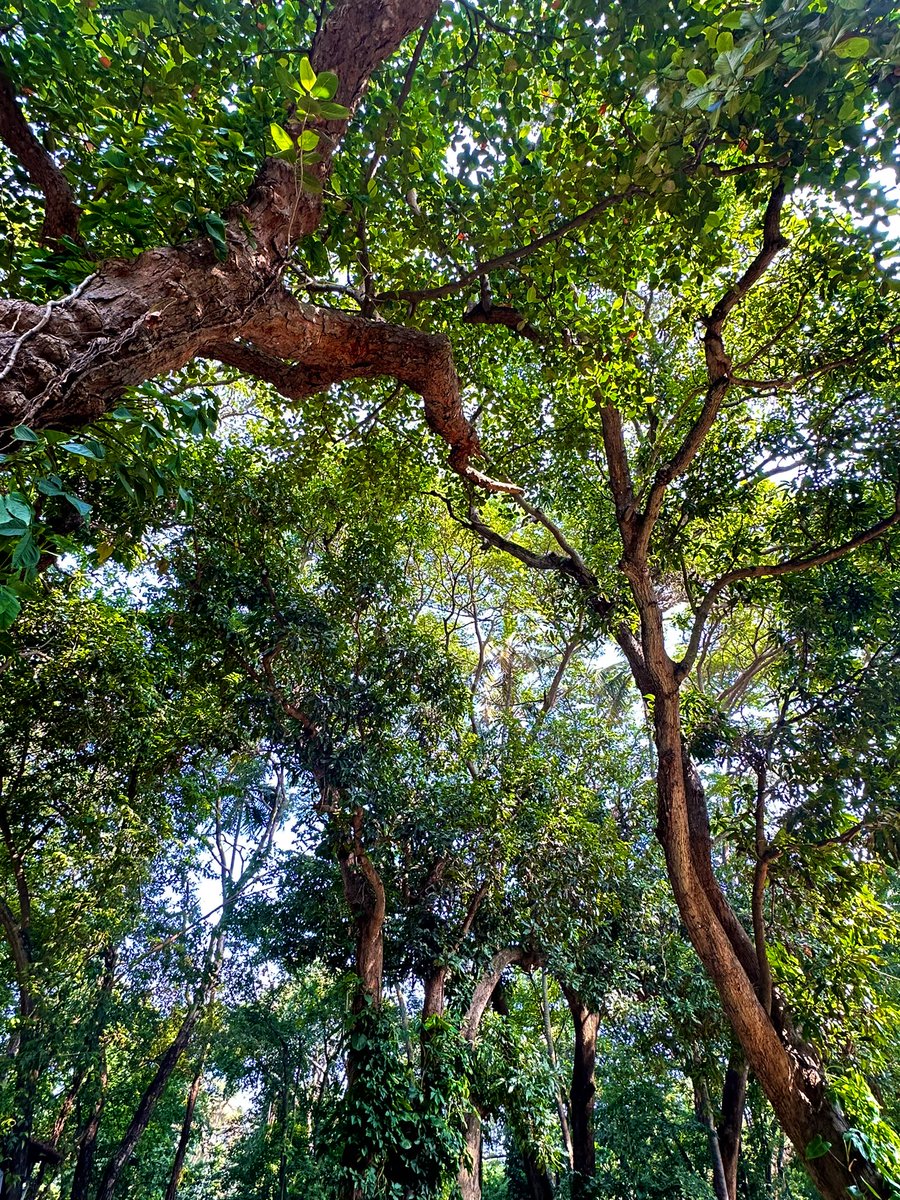 vrundavs's tweet photo. It’s a crowd….high up in skies!
But yet so peaceful….

Thank heavens for #trees 

#stopcuttingtrees #bengalurutrees 
#bangaloreroads #vrupix #TreeClub https://t.co/CwSby4QV05