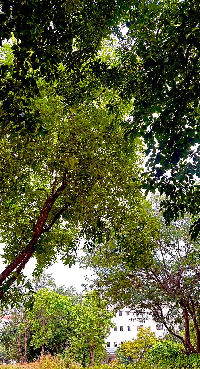 vrundavs's tweet photo. It’s a crowd….high up in skies!
But yet so peaceful….

Thank heavens for #trees 

#stopcuttingtrees #bengalurutrees 
#bangaloreroads #vrupix #TreeClub https://t.co/CwSby4QV05