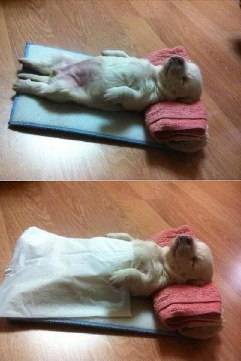baguriee's tweet photo. 필라테스 한달 차 도전기 (PT vs 필테) 비교

-PT는 이대로면죽는다숨이멎는다 
이승 탈출3..2.1 할 때 카운터 끝남

필테는 죽은 운동세포 호흡기 껴 주는 느낌
근육통도  미약한 애교 수준이라 추천합니다.

집가면 강아지 모드 on https://t.co/EydOQ11cAQ