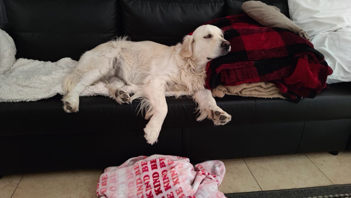 mek_ju's tweet photo. @AB84 If this girl kills me I deserve to die. #goldensofx #goldenretriever https://t.co/uJ3qAnOl1k