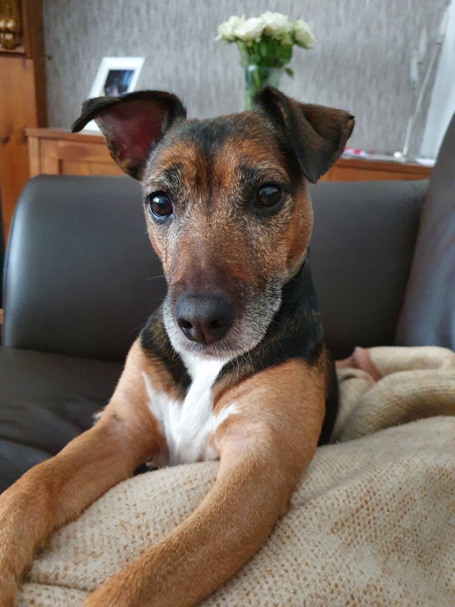 Good morning everyone. Hope everyone has a great day and is as happy as I am #terrier