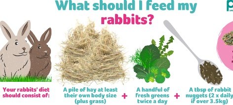 LeandreBaka2's tweet photo. Rabbits need high-fiber diets to prevent gastrointestinal issues. Fiber-rich foods like hay promote healthy digestion and keep their teeth from growing too long. Providing a balanced diet ensures long-term health and growth. 🥕🍃 #RabbitNutrition https://t.co/M6ADvkVrZB