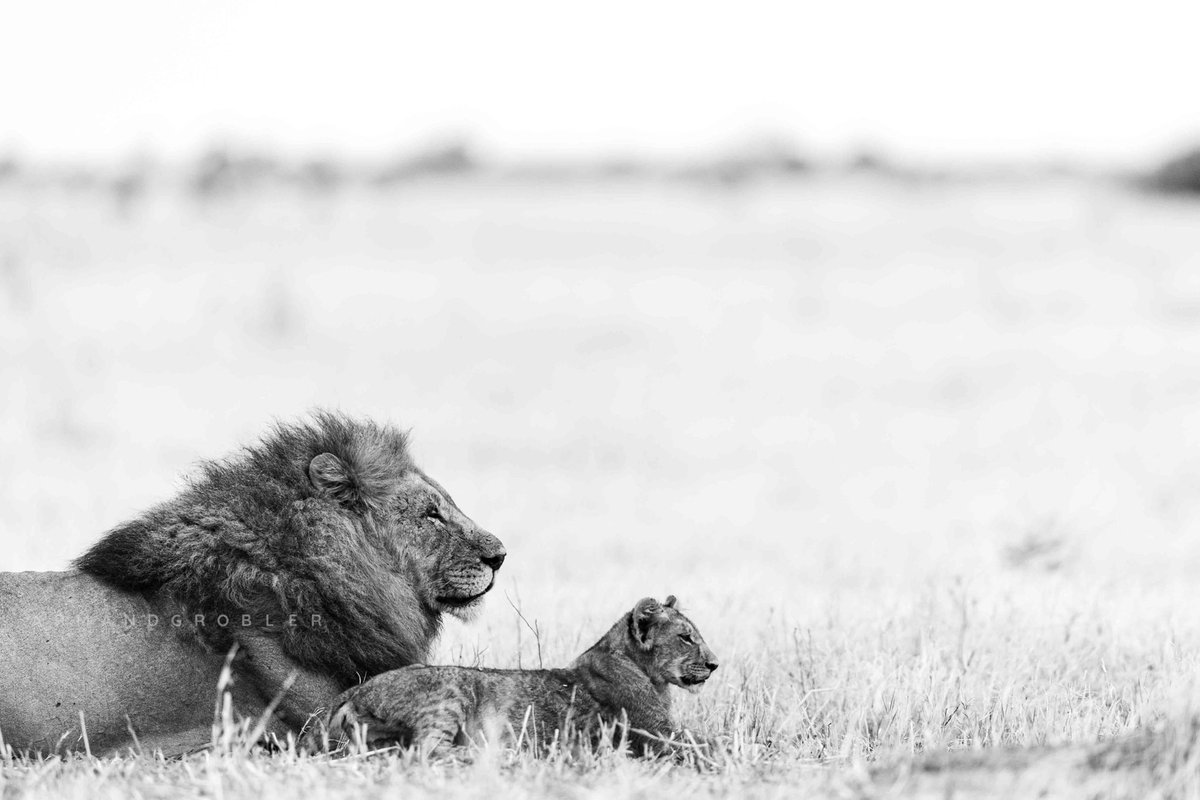 Rhulani_Photo's tweet image. Father and Son contemplate the riches and endless expanse of their kingdom in Botswana's Okavango Delta. #okavango #botswana #canonrsa