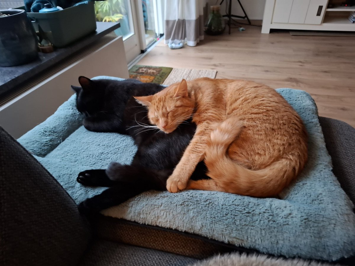 Markiemouse's tweet photo. En wij maar werken! 

Fijne maandag allen! https://t.co/3mhnZmPvlE