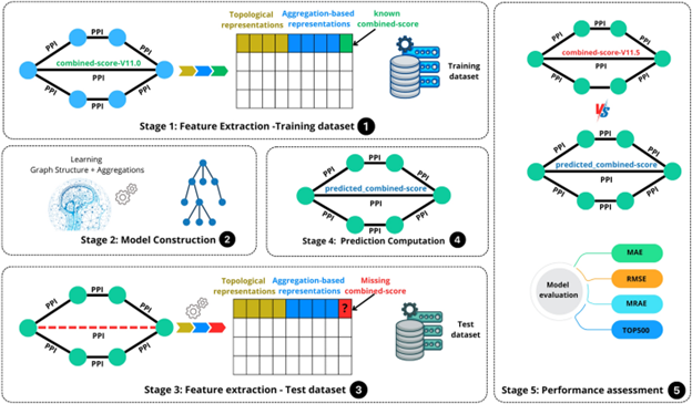 BMC_series's tweet image. In #BMCBioInformatics, researchers from @uni__strasbourg and @Univ_Sfax develop a novel machine learning model for improved accuracy in predicting protein-protein interactions (PPI) via the incorporation of interaction weights into PPI networks. bmcbioinformatics.biomedcentral.com/articles/10.11…