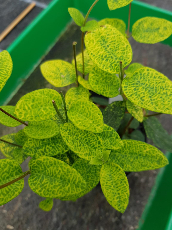 Björn Krenz (@bjornkrenz) on Twitter photo 🎄🌿 Advent Calendar - Day 11 🌿🎄
Introducing Honeysuckle Yellow Vein Virus (HYVV) <a href="/Leibniz_DSMZ_en/">Leibniz-Institut DSMZ</a> : a EU quarantine virus (W22-066) on Lonicera japonica. 🌱 This virus poses a serious threat, highlighting the need for vigilance in protecting plant health! #PlantVirology 🎄🌿 Advent Calendar - Day 11 🌿🎄
Introducing Honeysuckle Yellow Vein Virus (HYVV) <a href="/Leibniz_DSMZ_en/">Leibniz-Institut DSMZ</a> : a EU quarantine virus (W22-066) on Lonicera japonica. 🌱 This virus poses a serious threat, highlighting the need for vigilance in protecting plant health! #PlantVirology