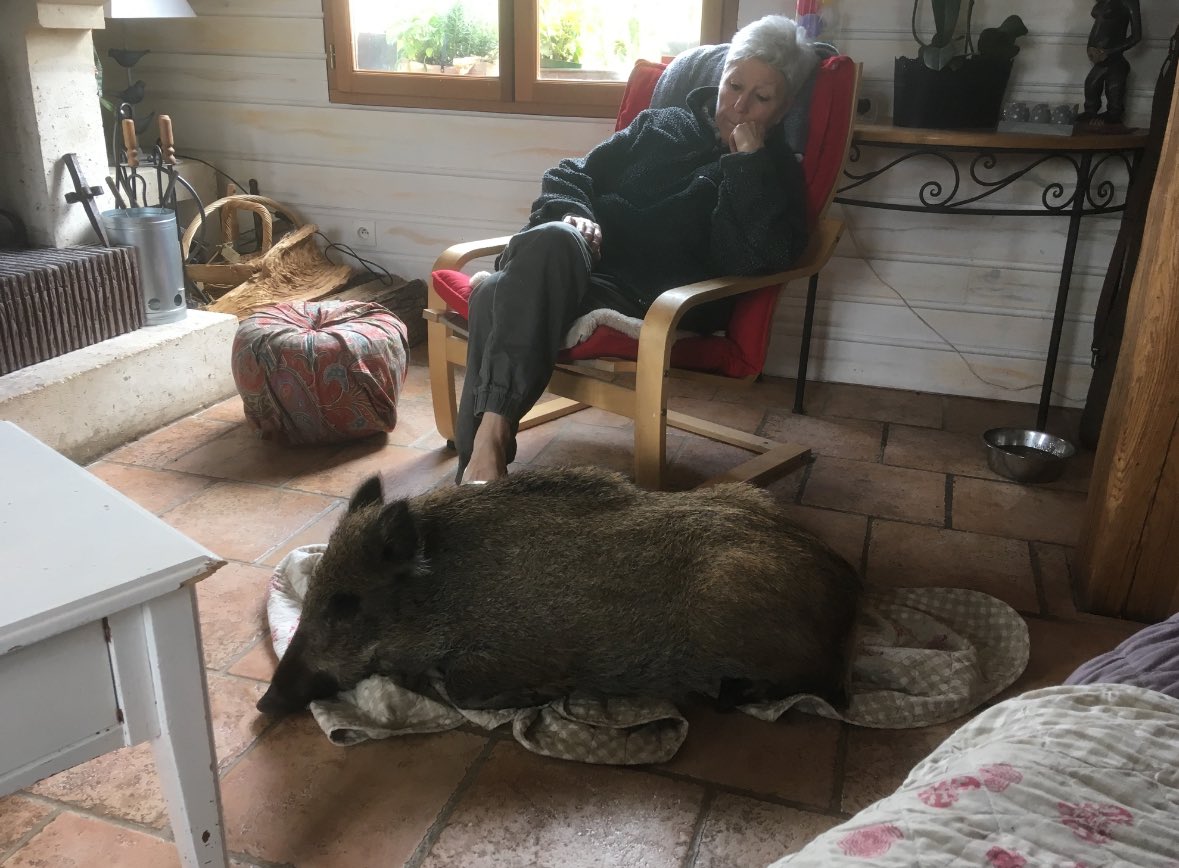 Marc_Doyer's tweet image. Témoignage du jour : J’apporte mon soutien à Elodie et à son sanglier #rillette 👉 j’invite la préfecture de l’Aube  à régulariser sa détention 👉 ça me rappelle notre propre histoire avec Josephine adoptée par Mauricette👉 il est tout à fait possible sous certaines conditions de…