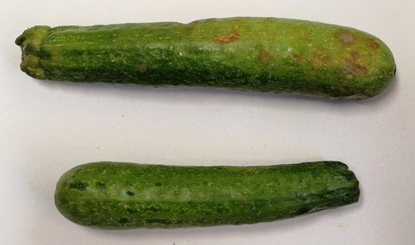 Björn Krenz (@bjornkrenz) on Twitter photo 🎄 Advent Calendar - Day 12 🎄
Meet Moroccan #Watermelon Mosaic Virus (MWMV) <a href="/Leibniz_DSMZ_en/">Leibniz-Institut DSMZ</a> on #zucchini (our W24-083)! 🌱 This virus causes mosaic patterns and stunted growth, posing challenges for cucurbit growers worldwide. #PlantVirology 🎄 Advent Calendar - Day 12 🎄
Meet Moroccan #Watermelon Mosaic Virus (MWMV) <a href="/Leibniz_DSMZ_en/">Leibniz-Institut DSMZ</a> on #zucchini (our W24-083)! 🌱 This virus causes mosaic patterns and stunted growth, posing challenges for cucurbit growers worldwide. #PlantVirology