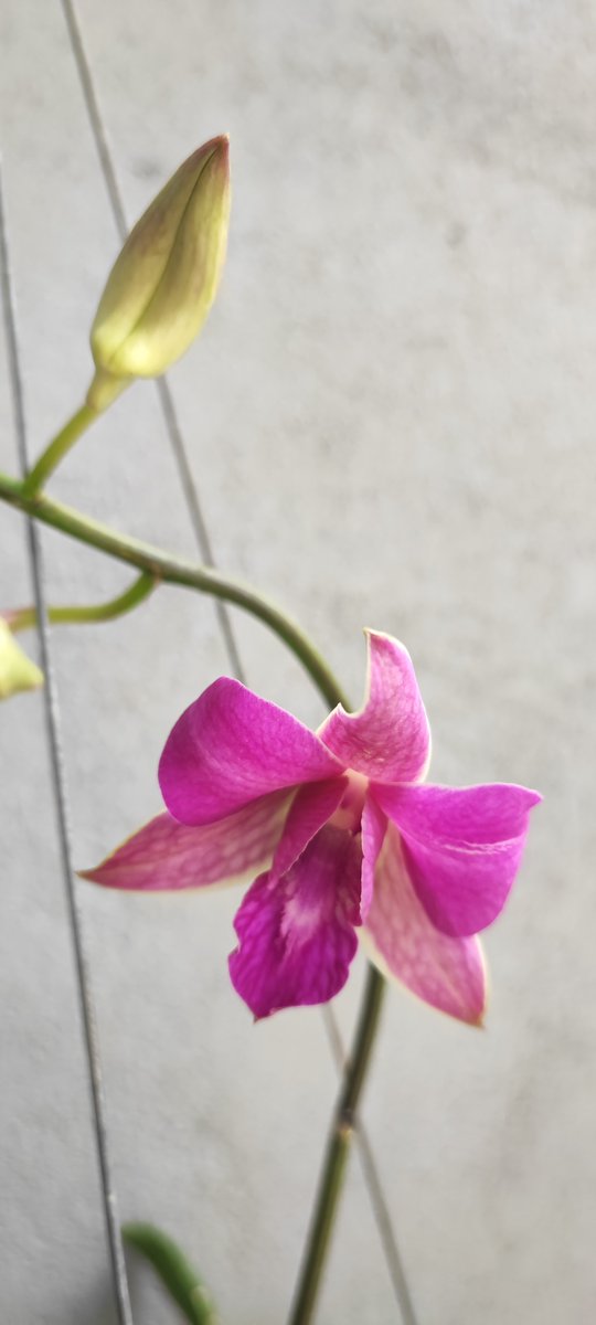 lidovn's tweet photo. Chớp đỏ tím https://t.co/KXgDyaGsED