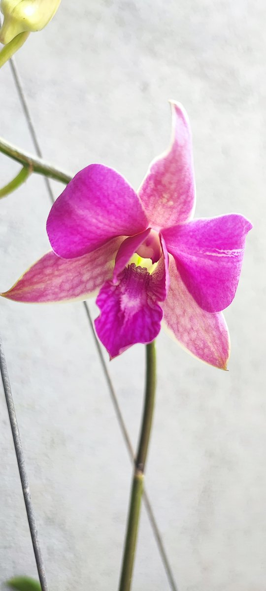 lidovn's tweet photo. Chớp đỏ tím https://t.co/KXgDyaGsED