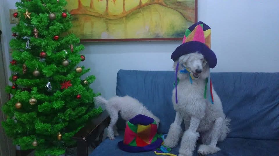 PinkPooches's tweet image. Holiday season with my furkids. 🌲🐶🌲🐶🌲🐶🌲 #MondayVibes #Decembervibes