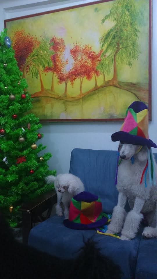 PinkPooches's tweet image. Holiday season with my furkids. 🌲🐶🌲🐶🌲🐶🌲 #MondayVibes #Decembervibes