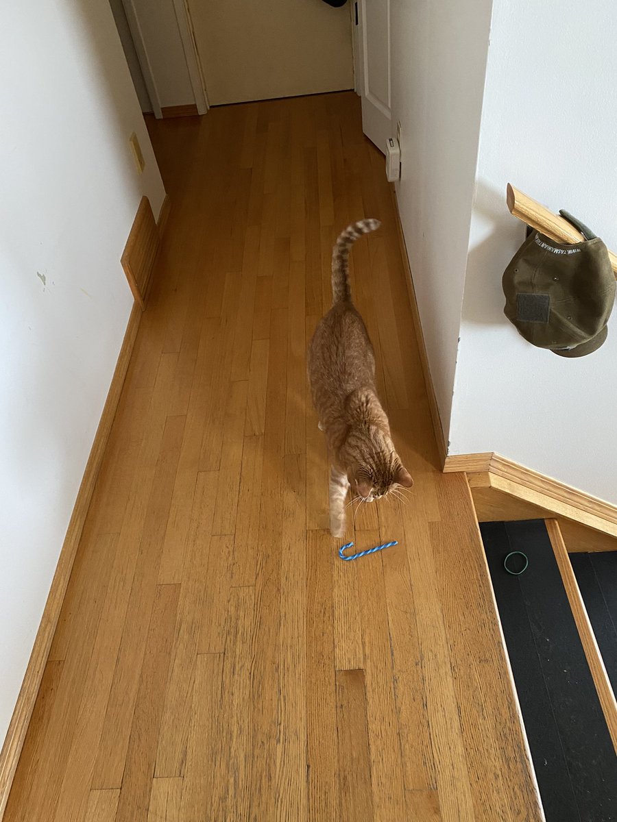 SidneyMostSweet's tweet photo. Here’s me playing with Mummy’s Candi cane

Merry Christmas 🎄 
😻♥️♥️♥️♥️♥️♥️

Take good care one and all https://t.co/BbHu0z7a7f