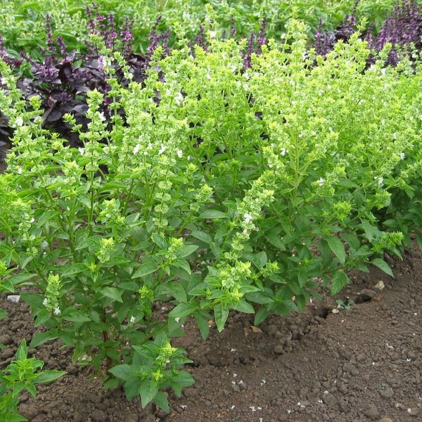 safonyameherbal's tweet photo. SWEET BASIL(twi= akoko mesa,Yoruba=curry leaves) is one of the powerful herbs available to man🍀💚… it helps in the treatments;

🍀HIV
🍀Cancers and it’s prevention 
🍀Low immunity 
🍀Migraine 
🍀Stroke 
🍀Bad cholesterol levels
🍀High blood sugar
🍀Enhances brain function 

Boil the leaves for 15mins and drink 45mls twice daily… for HIV drink 90mls twice daily…You can also add to your foods💚