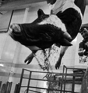Son_of_Space's tweet photo. You smell blood &amp; hear screams of terror &amp; pain. You’re forced forward &amp; a bolt is smashed into your head. As you reel from the pain you’re hoisted upside down by your legs &amp; a knife sears through your throat. Your life blood gushes out. Not so humane if it’s happening to you eh? https://t.co/GtgeewQqvr