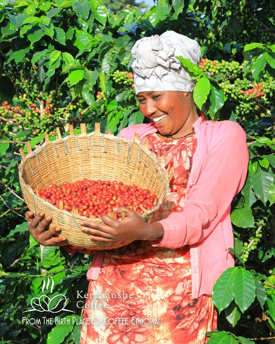 kerchanshe's tweet photo. Happy Monday! ☀️🌿☕

Grace in every smile, passion in every bean. 

#KerchansheCoffee #EthiopianPride #CoffeeWithCare https://t.co/P4GTFuESzq