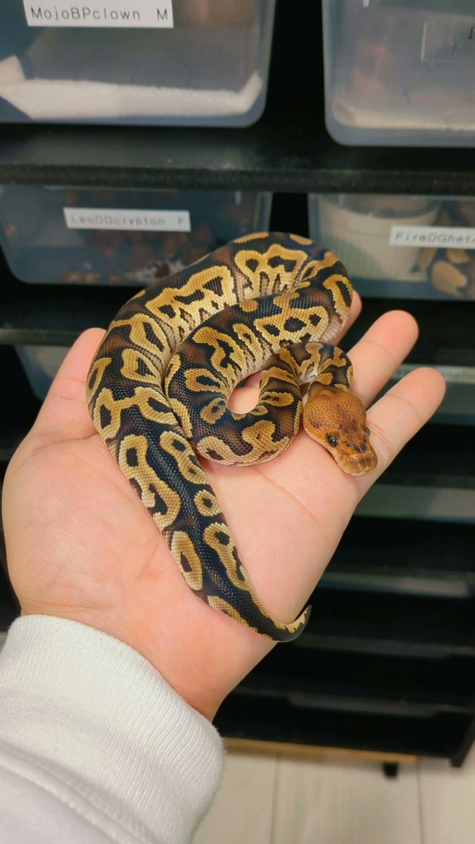 Cypress clown
from <a href="/Rem_Pythons/">Rem Pythons</a>
Special thanks bro

#ballPython
#ボールパイソン