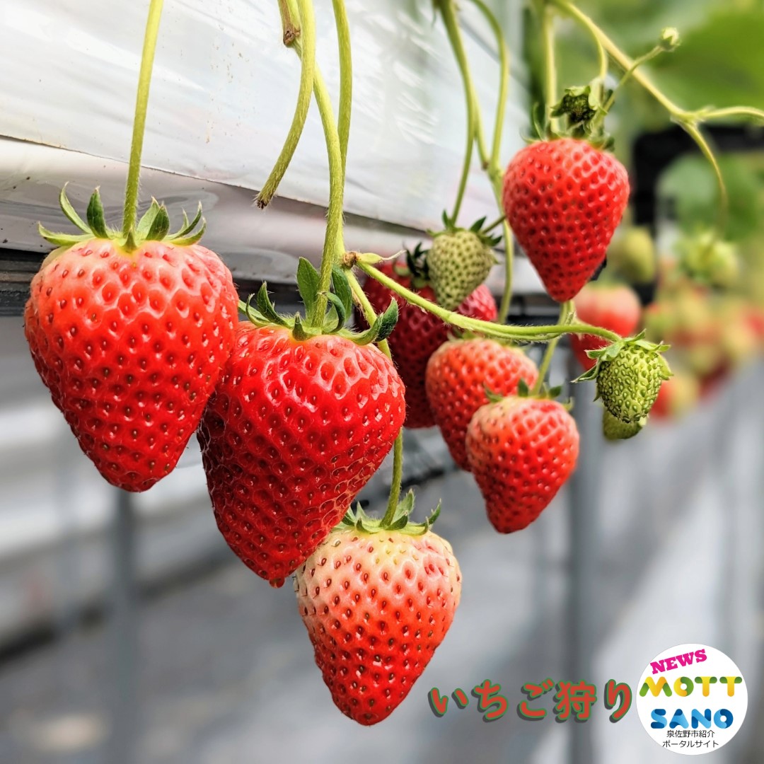 mott_sano's tweet photo. 「いちご狩り」予約受付開始🍓
40分間食べ放題で楽しめる「IchigoLab_Izumisano（イチゴラボ）」今シーズンの #いちご狩り が1/18～分予約開始✨
Instagram：https://t.co/lqSlC39hFz
Facebook：https://t.co/YVSz5jlLsQ
ポータルサイト：https://t.co/g7adoSQAqe
＃さのPay
＃もっとさの
＃IchigoLab https://t.co/x7WlFrGci9