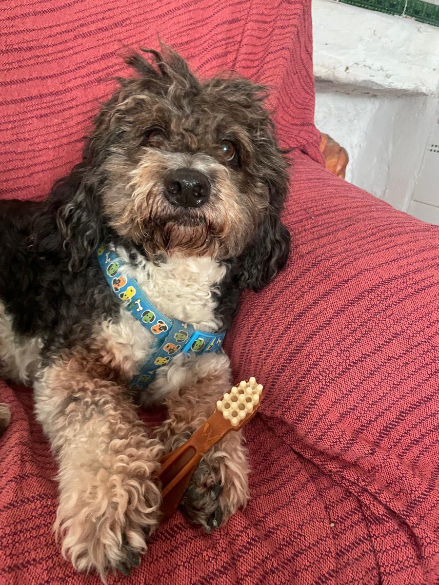 damixxw's tweet photo. @twaniimals 🥰 https://t.co/K6issH3zUV