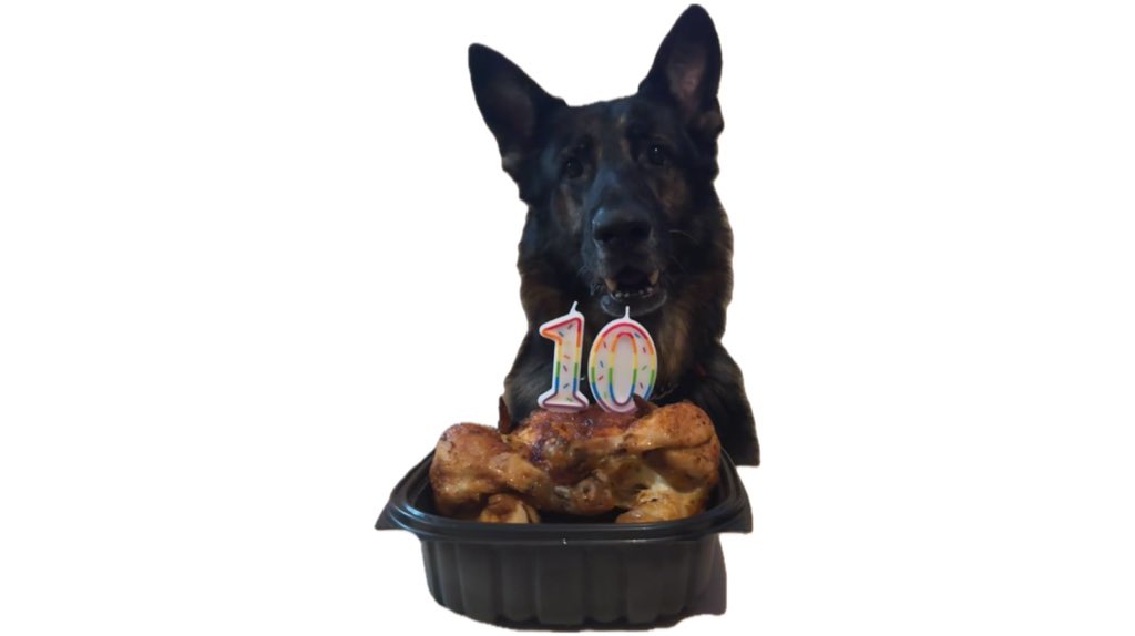 Cindy4rmDetroit's tweet photo. Hope you had a great 10th birthday Jack a boo 🐾💙🙏🏼🫶🏽🧿 https://t.co/LbVYQXFI96