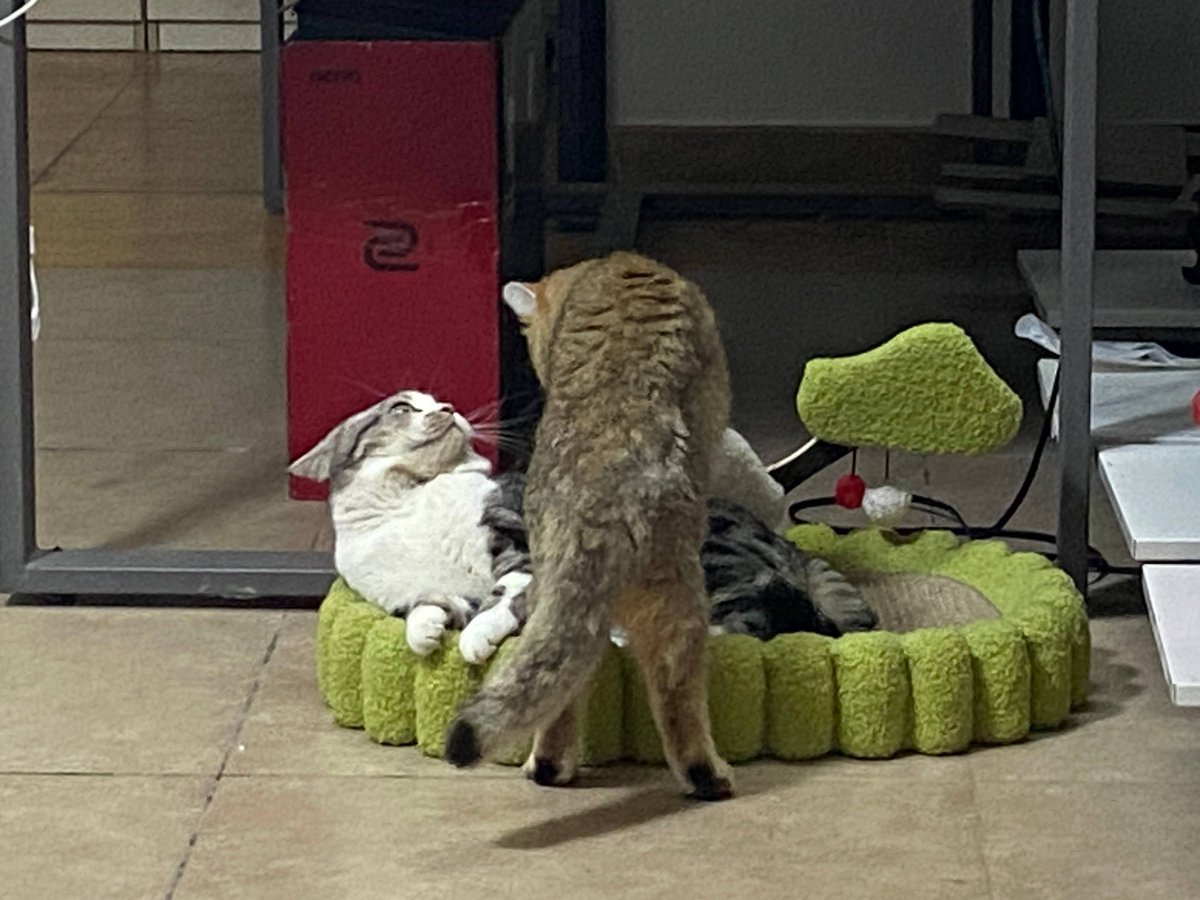 sthreCorD's tweet photo. #somethingrecord
something reCorD 🐈
2024/12/11
D：毎日起きたら体に猫の爪痕が付いてる。あの子たちパルクールしていたから。顔を避けたのはありがたいけど。
D: I found cat scratches on me everyday, because they do parkour every night. Thankfully they didn’t touch my face. https://t.co/ix2OAihJrZ