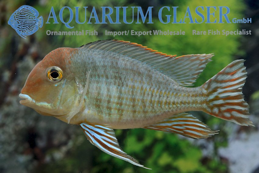 aquariumglaser's tweet photo. #Geophagus #pyrocephalus ( = #Tapajós #Red #Head)
find more details and pics @ https://t.co/kgExUnvbBk https://t.co/ay7mpXdaaE