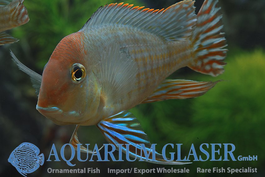 aquariumglaser's tweet photo. #Geophagus #pyrocephalus ( = #Tapajós #Red #Head)
find more details and pics @ https://t.co/kgExUnvbBk https://t.co/ay7mpXdaaE