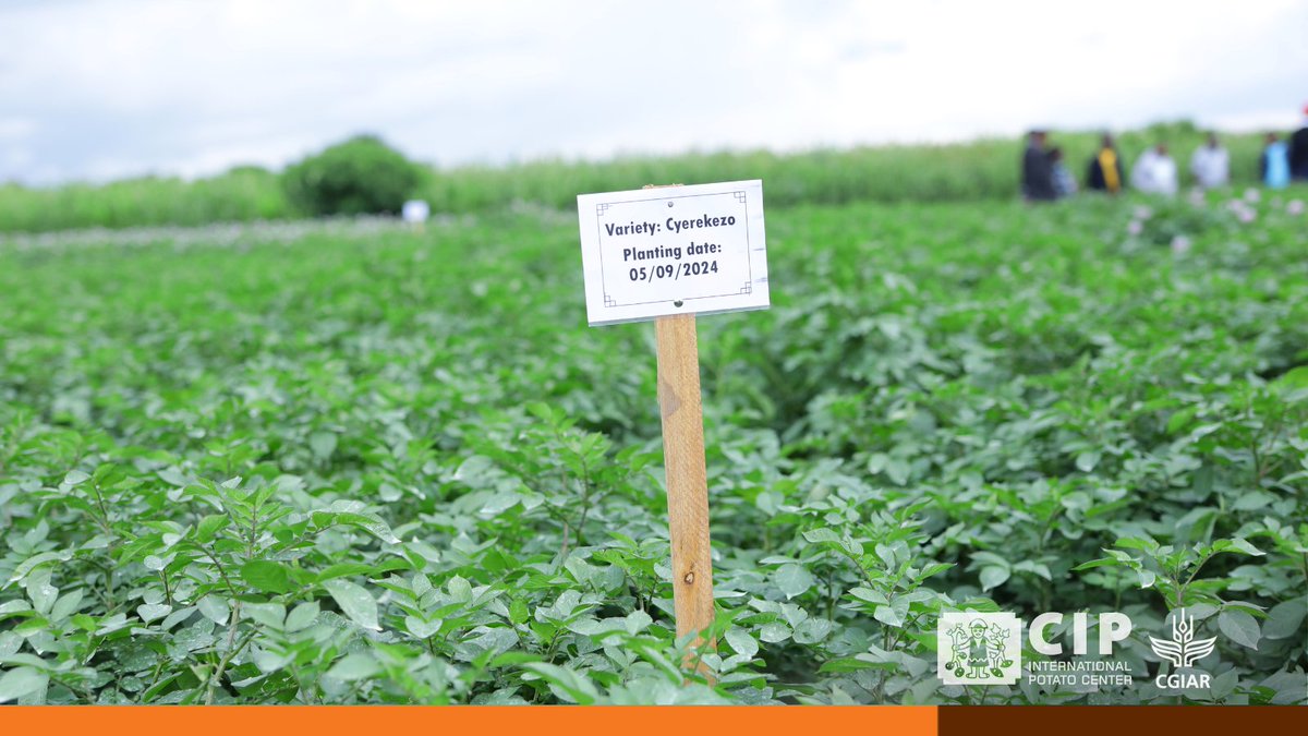 New varieties like Cyerecyezo &amp; Kazeneza 🥔 are empowering farmers with higher yields, pest tolerance, &amp; climate adaptability.

Thanks to <a href="/Cipotato/">International Potato Center</a>, <a href="/RwandaAgriBoard/">Rwanda Agriculture & Animal Resources Devpt Board</a>,  &amp; <a href="/USAID/">USAID</a> for driving this agricultural revolution 🌱!

👉🏽 bit.ly/SeedProduction…

🔸 <a href="/CGIAR/">CGIAR</a>