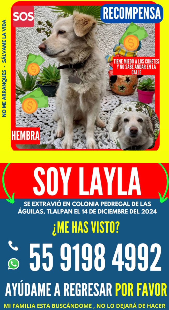 tagle_nat's tweet photo. ¡¡AYÚDENME A COMPARTIR POR FAVOR, MI PERRITA #LAYLA SIGUE #EXTRAVIADA!! ¡¡¡COMPARTAN PLS!!! 🙏🏼😭💔🙏🏼‼️🚨 SI LA VES RESGUÁRDALA Y VOY POR ELLA!!! #SurCDMX
@Perrosenlacalle @_PatriciaAnaya @PrrosPerdidosMX @MascotasSismo @MascotaCoyoacan https://t.co/n55BVutIhj