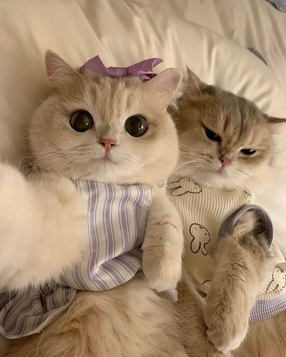 CuteCatsMagic's tweet photo. https://t.co/YzyuBWPVmx