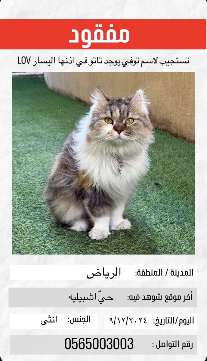sarakareem__'s tweet photo. قطة مفقوده

مدينة الرياض
حي اشبيلية 

 @RiyadhCats https://t.co/U2WI1fvuPD