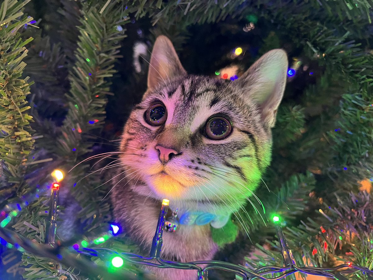 Friends! Our little Miss Cleo is capturing people’s hearts as she navigates life being the only girl in an all male pet household. 
Her new favourite place to rest is in the Christmas Tree. We’ll show you footage soon. For now please share, as we aren’t being seen by many. Thank