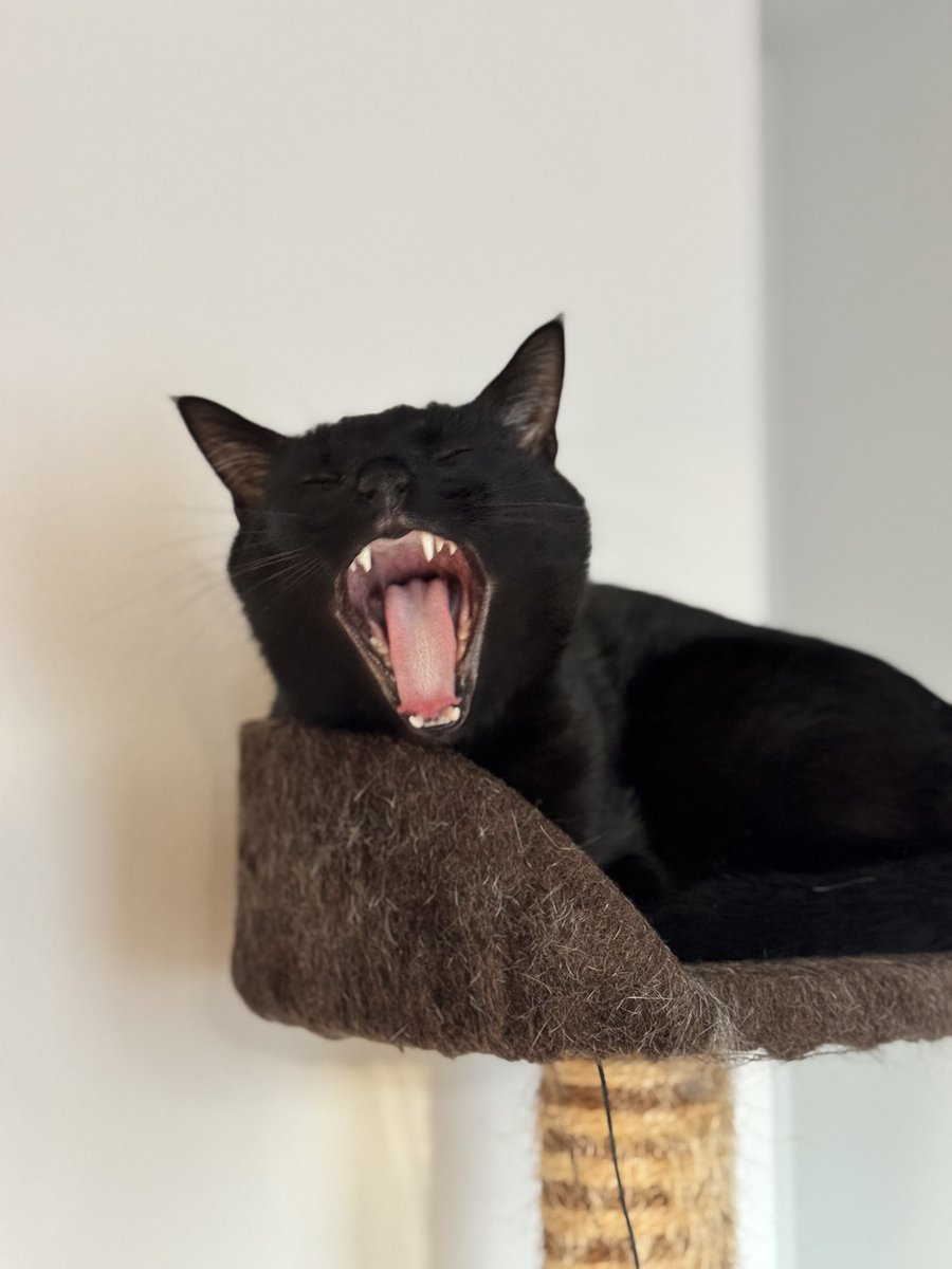 ✨😸Nyanko😸✨ tweet media