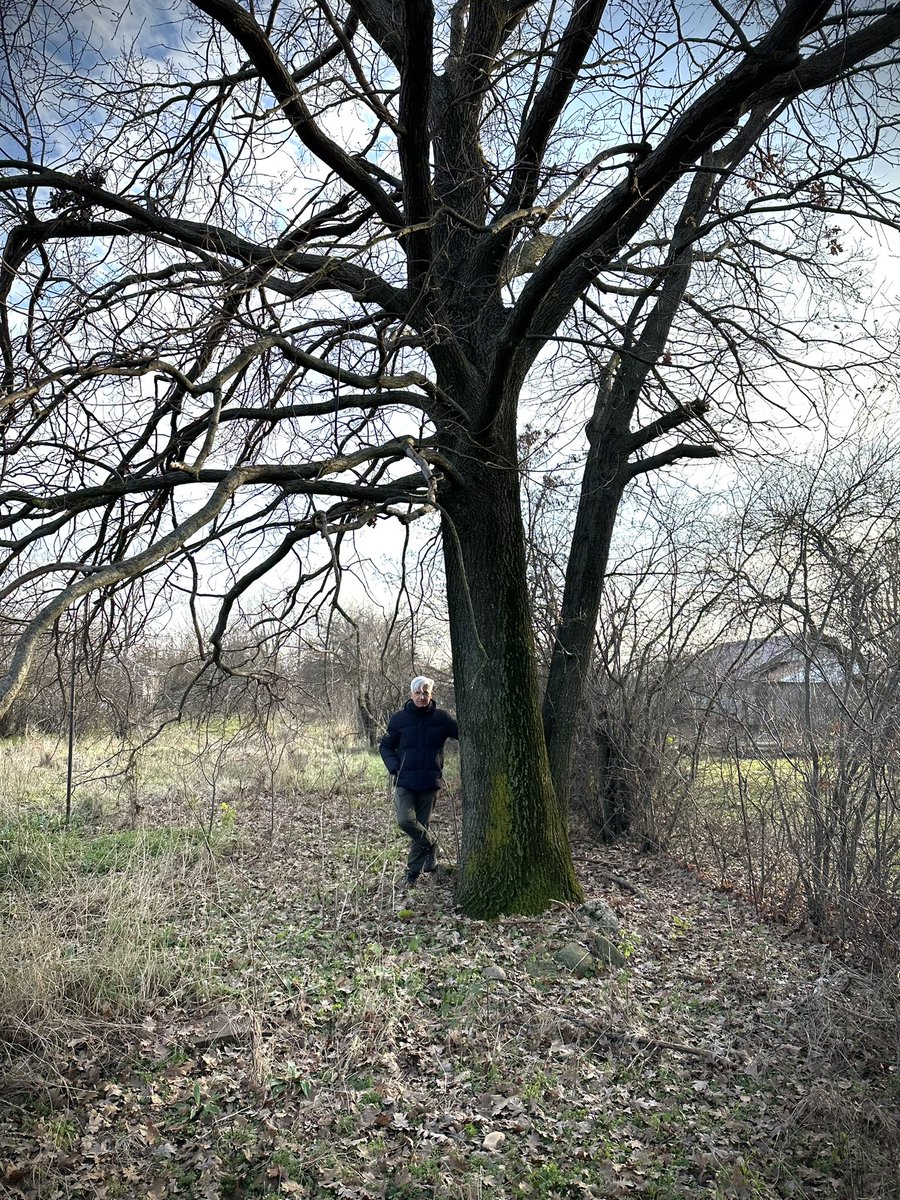casedeepoca's tweet image. At my late parents’ house in the Baragan steppe of SE Romania, with my oak trees, which I planted as acorns (sourced from the Crang park in Buzau) 48 years ago, in my childhood. #oaktree #baragan #balkans #southeasteurope #casedeepoca #valentinmandache