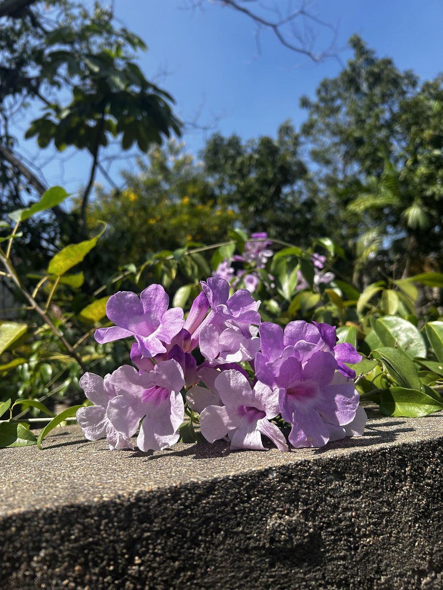 BLR blooming