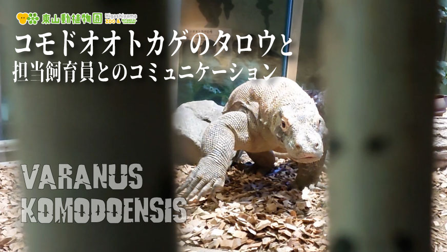 higashiyamapark's tweet image. 【公式YouTubeを更新しました！】
#コモドオオトカゲ と飼育員のコミュニケーション
動物と関係性を深めることで、行動をコントロールすることができます。 例えば、医療処置が必要なときスムーズに対応できるなど重要なことなんです
youtu.be/V-eirBPh4eA

#東山動植物園 #コモドドラゴン #名古屋