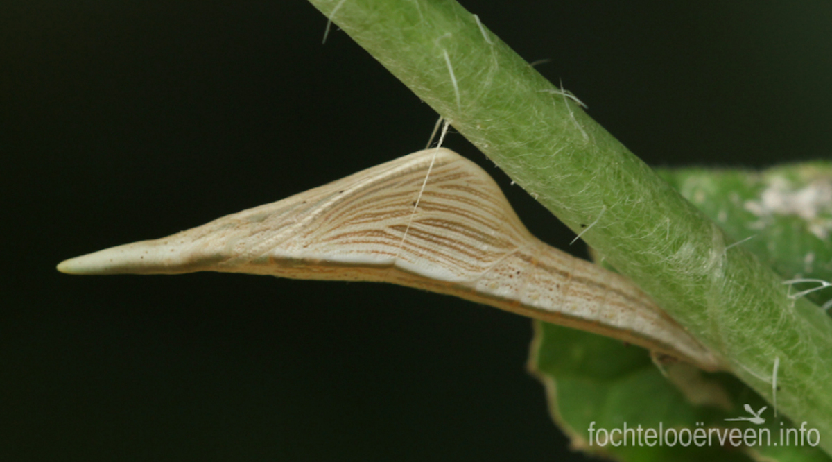 fochtelooerveen info tweet media