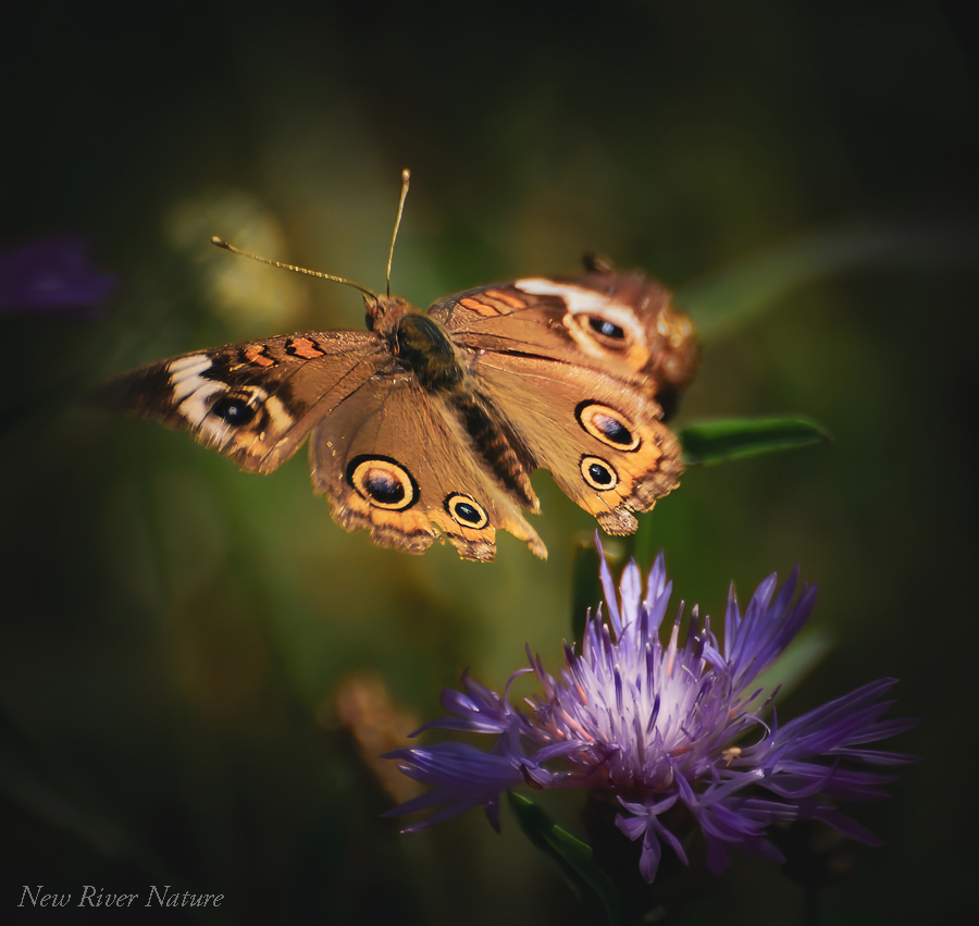 KerriFar's tweet photo. "Your acts of kindness are iridescent wings of divine love, which linger and continue to uplift others long after your sharing." ~ Rumi - #CommonBuckeye #Butterfly #ButterflyInFlight #NewRiverNature #ButterflyJoy #NatureTherapy #KindnessMatters https://t.co/yiOumUOCiL