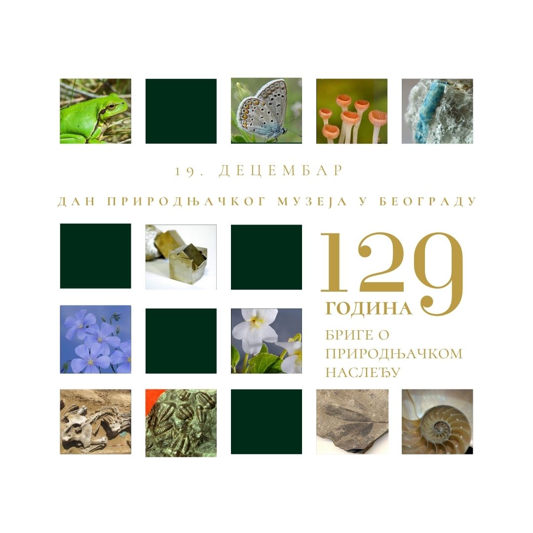 Поводом прославе Дана Природњачког музеја и 129 година постојања, позивамо вас да нам се придружите у Галерији Природњачког музеја у Београду!  Од уторка, 17. децембра до петка 20. децембра 2024. године, улаз ће бити бесплатан за све појединачне посете.

Добро дошли!