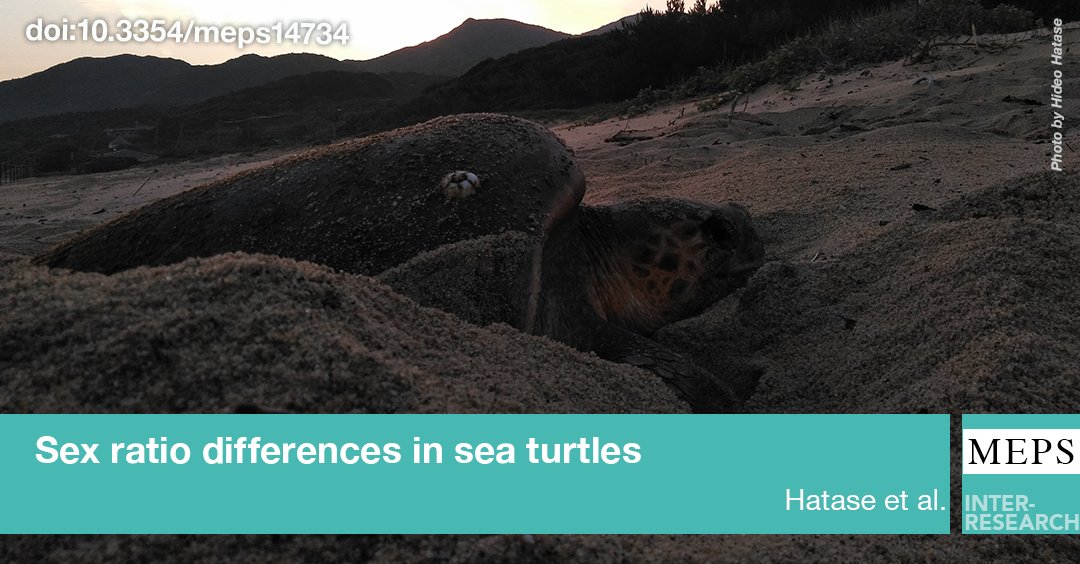 MEPS_IR's tweet photo. Does the #sexratio of #loggerheadturtles (Caretta caretta) change from hatchlings to breeding adults at Yakushima Island, Japan, which is the largest North Pacific rookery and is not exposed to high incubation temperatures?
https://t.co/XjvTj8cbN5 https://t.co/QSbwN8Lun3