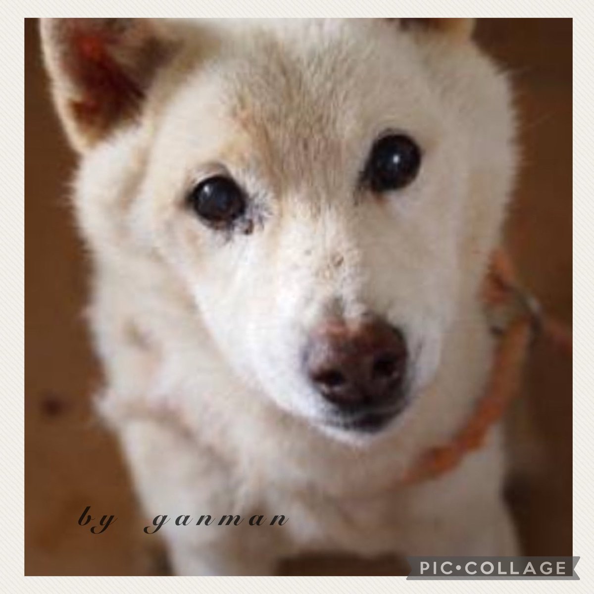 ＃煙が泣いている

ある日僕は捨てられた
大好きな飼い主さんについて行った所は
知らない犬しか居ない冷たい檻の中

飼い主さん置いて行かないで
お家に帰りたいよ

何日か経ったある日の朝
暗い場所に押し込められた

段々苦しくなってきて
皆んな泣いていた
怖いよ助けて