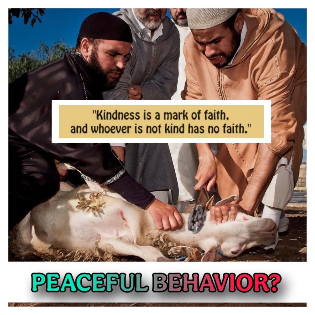 VeganProphet's tweet photo. Whoever is not kind has no faith : Prophet Muhammad (peace be upon him) 🤍 https://t.co/dlm8NvcBI0