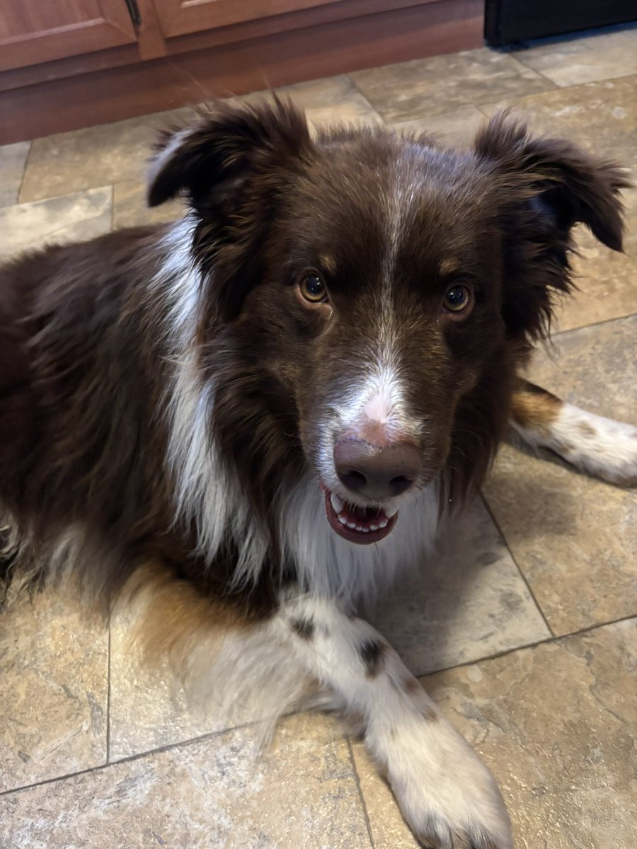 asipress's tweet photo. He never leaves my side. #whichone #smithandwesson #redtriaussie #lovemypuppy https://t.co/6u3Ljw2MIr