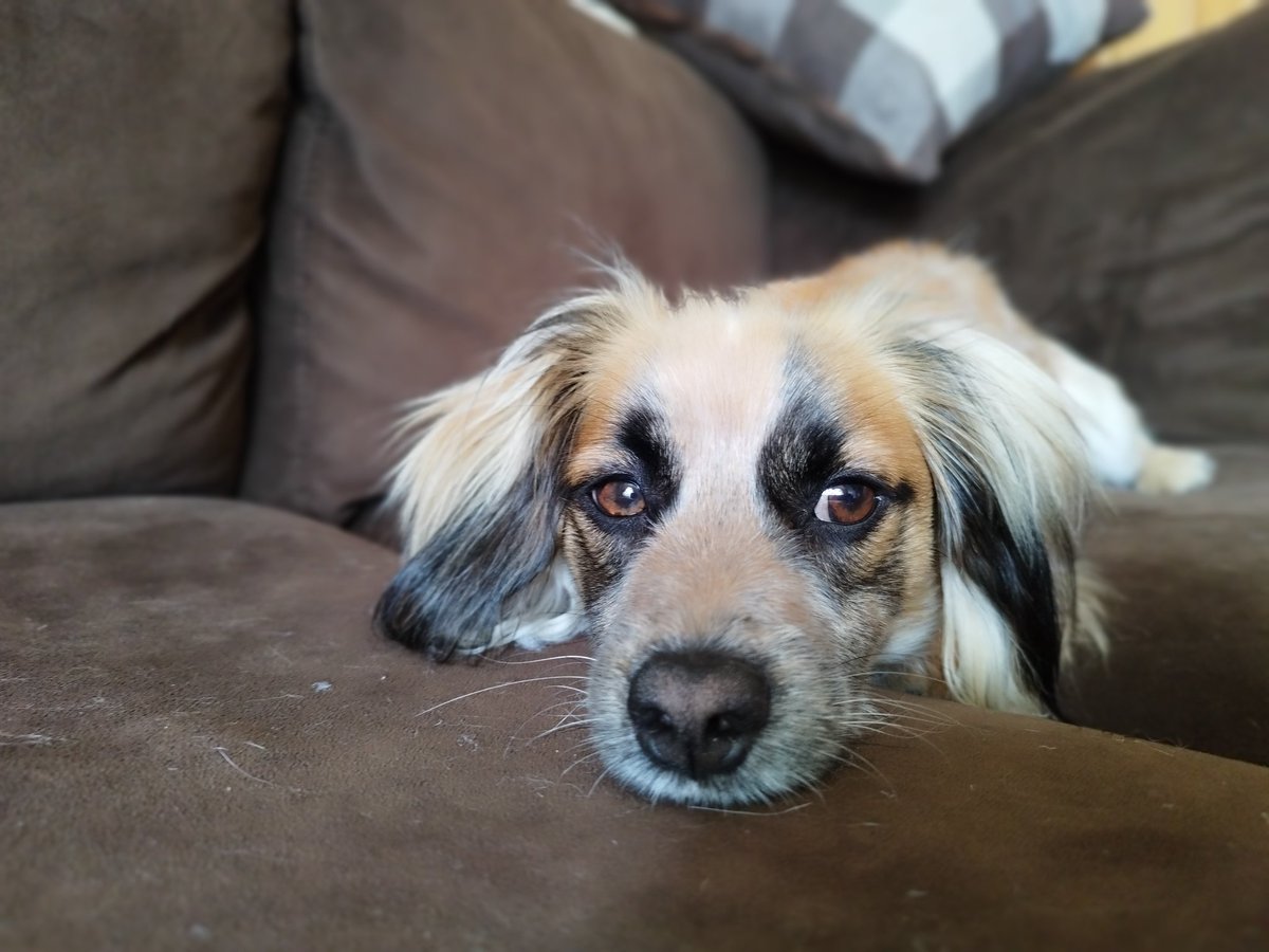 juanmablanc's tweet photo. @twaniimals Bailey https://t.co/3JVmxqlUIk
